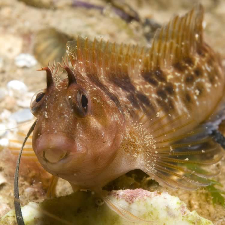 Tasmanian blenny