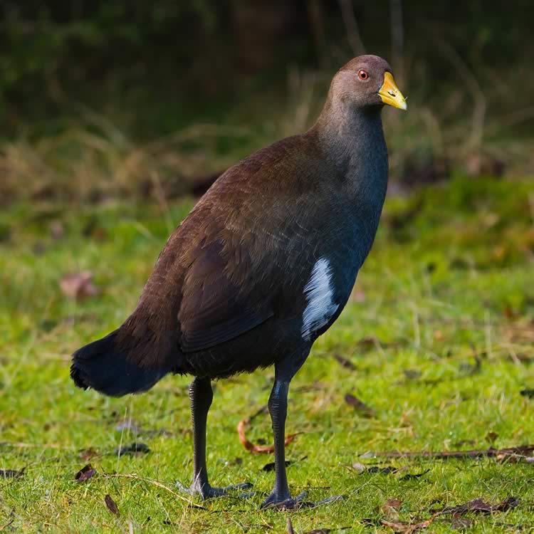 Tasmanian native hen