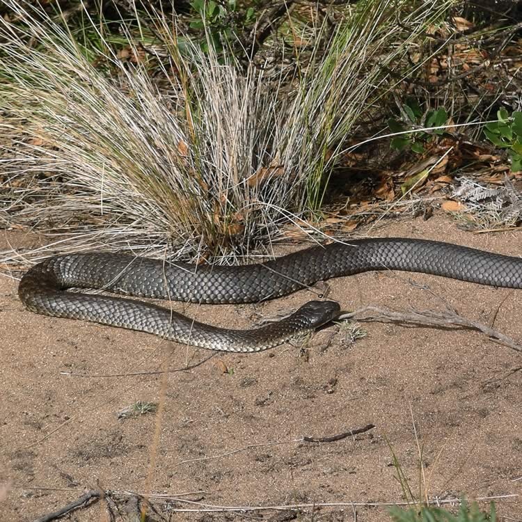 Tiger snake