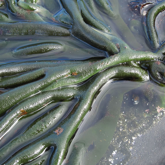 Velvet seaweed