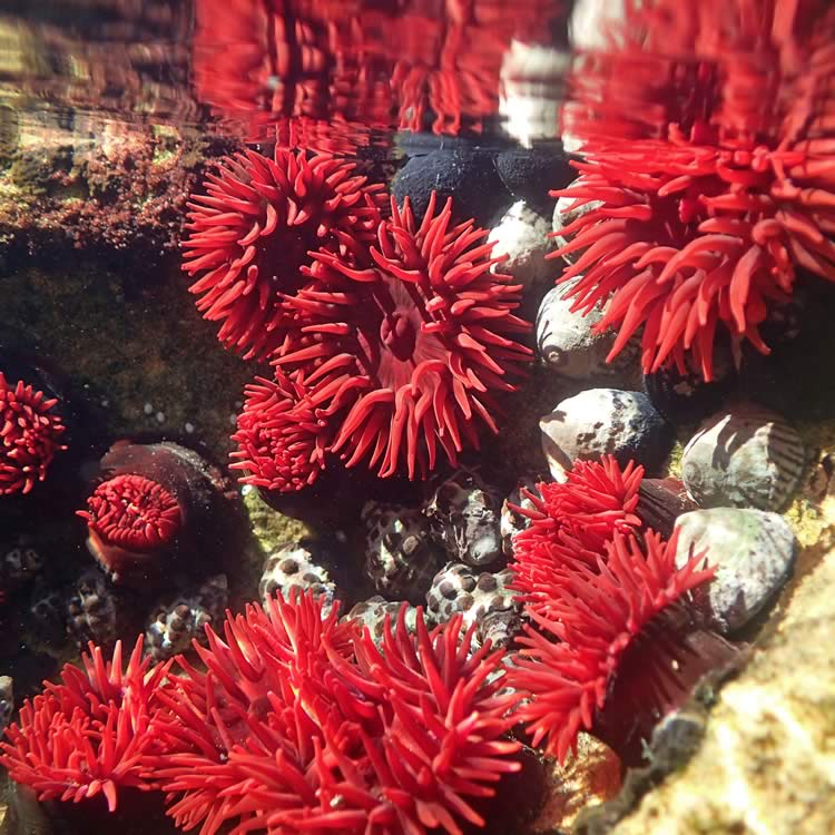 Waratah anemone