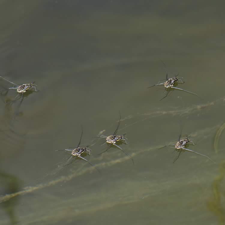 Water strider