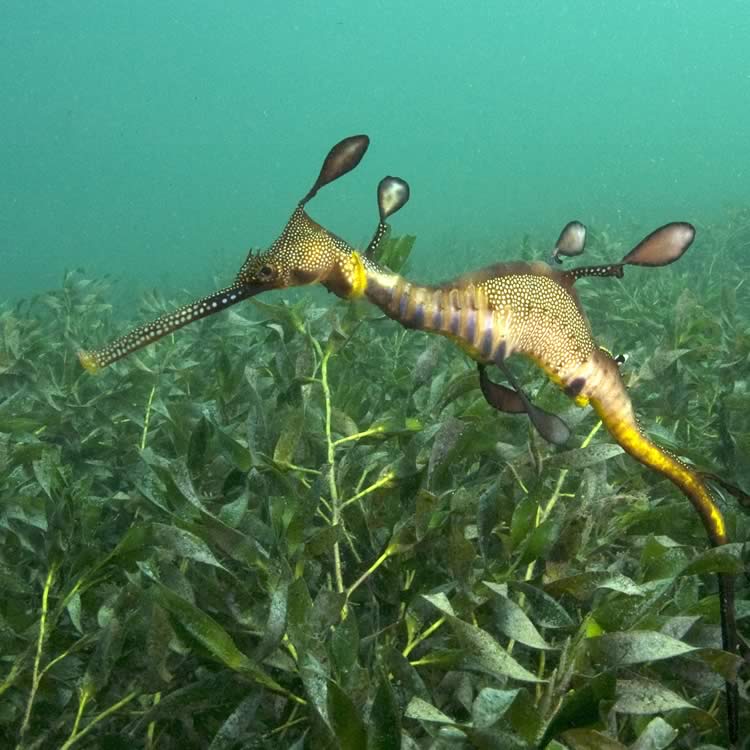 Common Seadragon, Phyllopteryx taeniolatus.