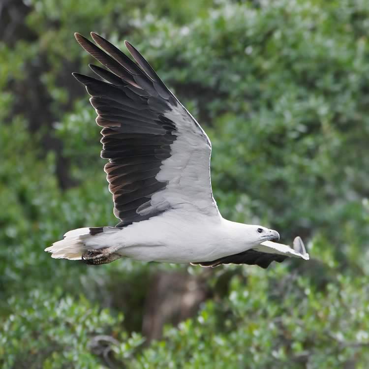 White bellied sea eagle