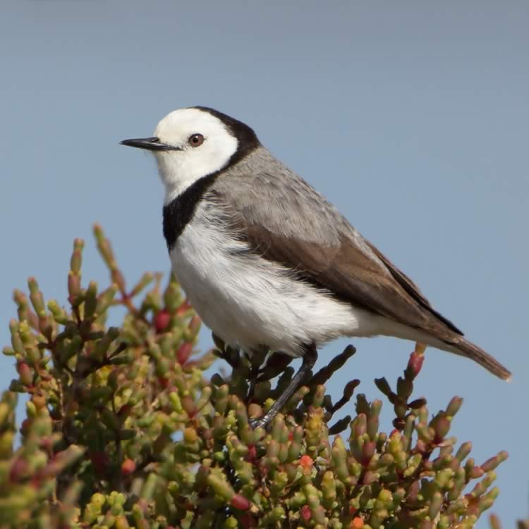 White-fronted Chat (Epthianura albifrons) male, Orielton Lagoon, Tasmania, Australia.