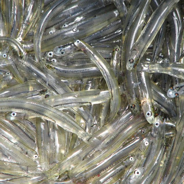 Whitebait