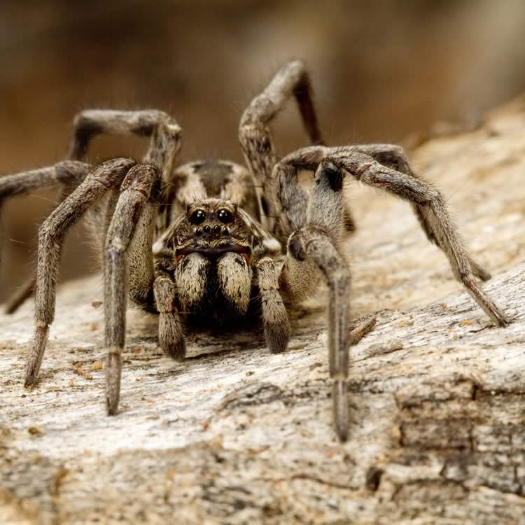 Wolf spider